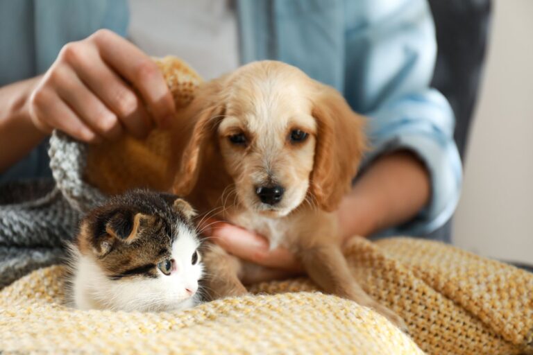 Offrir un animal en cadeau : non au caprice d’enfant !