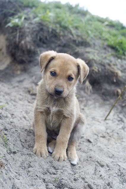 Ramener un chien, chat ou furet de l’étranger