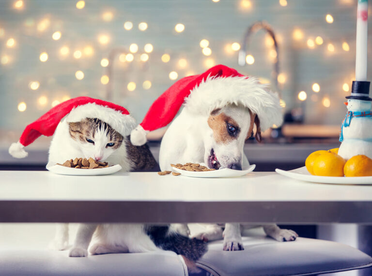 Des idées de menus « spécial fêtes » pour chiens et chats
