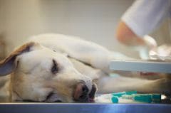 Rasmussen : un sportif cycliste dopé… au sang de chien