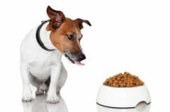 Alimentation : pourquoi le chien devient difficile