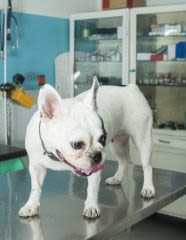 Assurance sante animale : les meilleures garanties