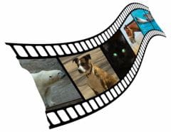 Chiens, chats au cinéma, c’est pas une vie de stars !