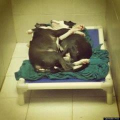 Cécité : un chien aveugle veille sur son frère