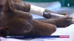 Mambo, chien martyr, reçoit la visite d’Alain Delon