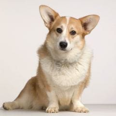 Corgis : une race de chien en voie de disparition ?
