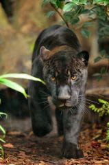 Devenez parrain d’un animal du Parc zoologique de Paris