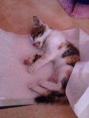 Le chaton porteur de la rage venait de Casablanca, au Maroc