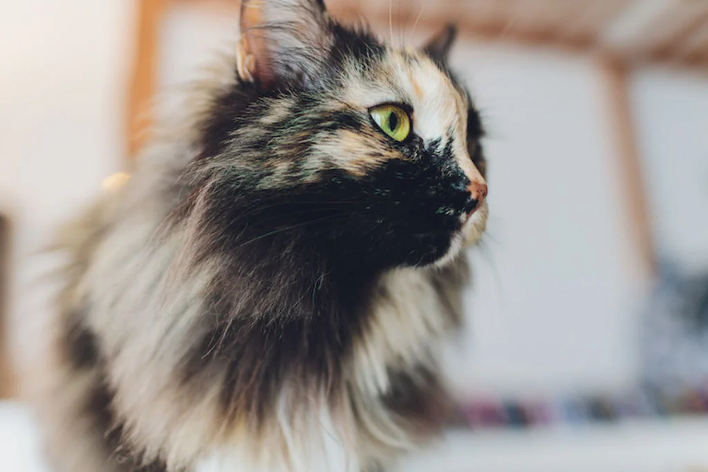 allergie poils de chat vaccin