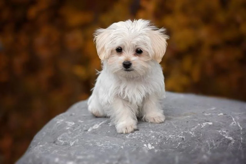 photo chien en hauteur