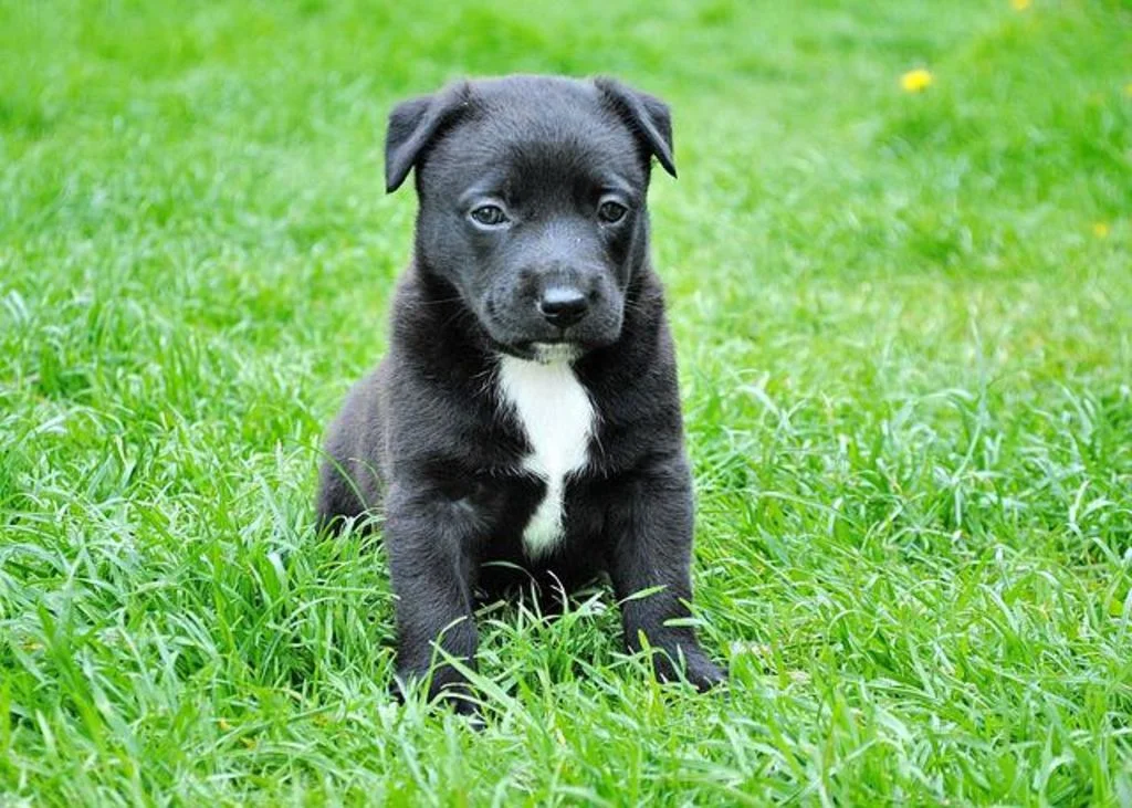 photo chiot