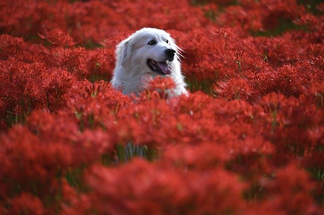 Comment photographier son chien comme un pro ?