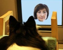 Le chien préfère regarder un congénère que son maître