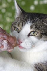 Pas de chocolat, marrons, saumon pour les chats et chiens