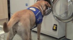 Une machine à laver le linge gérée par un chien auxiliaire