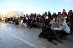 Des chiens pour offrir des repas à ceux abandonnés