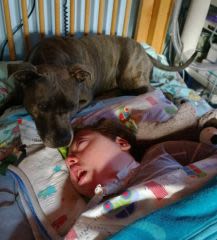 Chien dit dangereux : il veille sur un enfant dans le coma