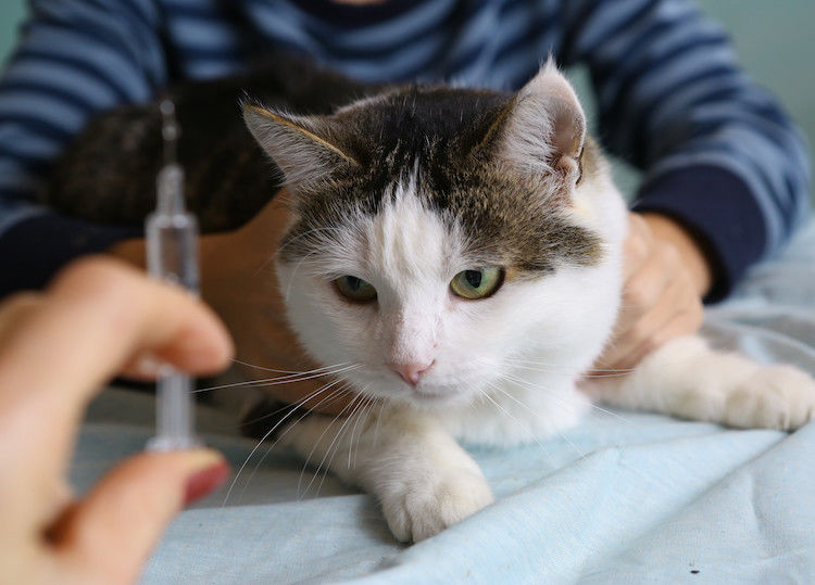 Un vaccin pour soigner l&rsquo;allergie au chat chez les humains