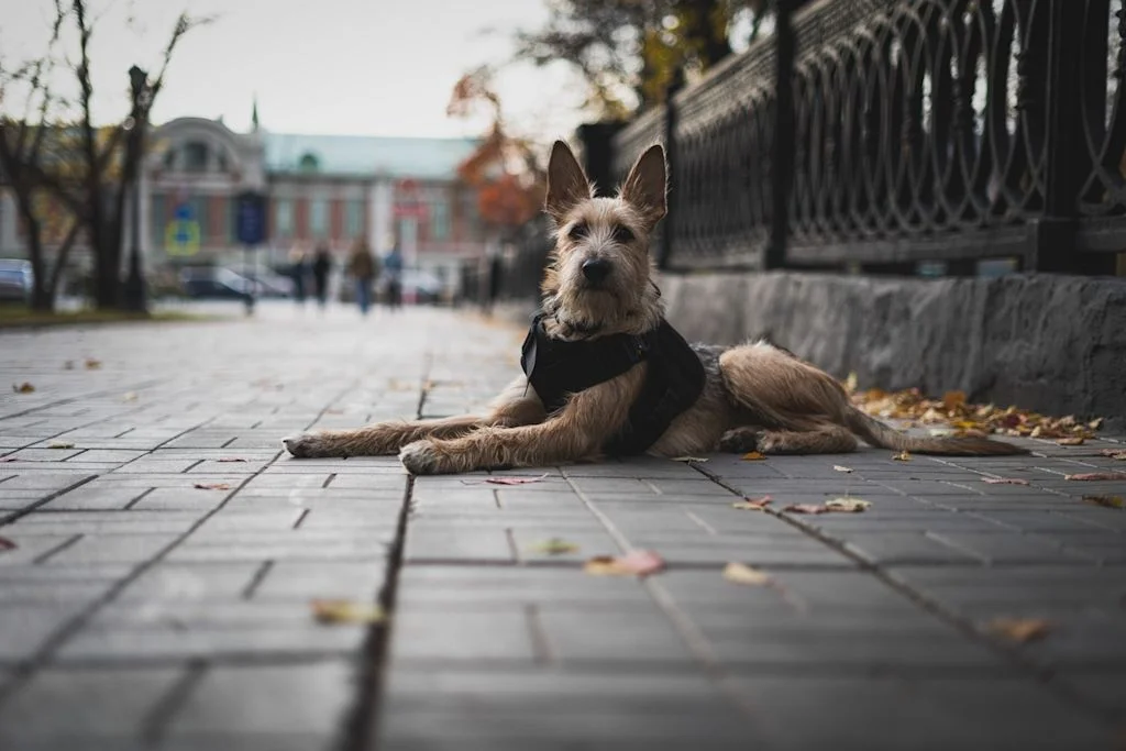 Chien dans la rue