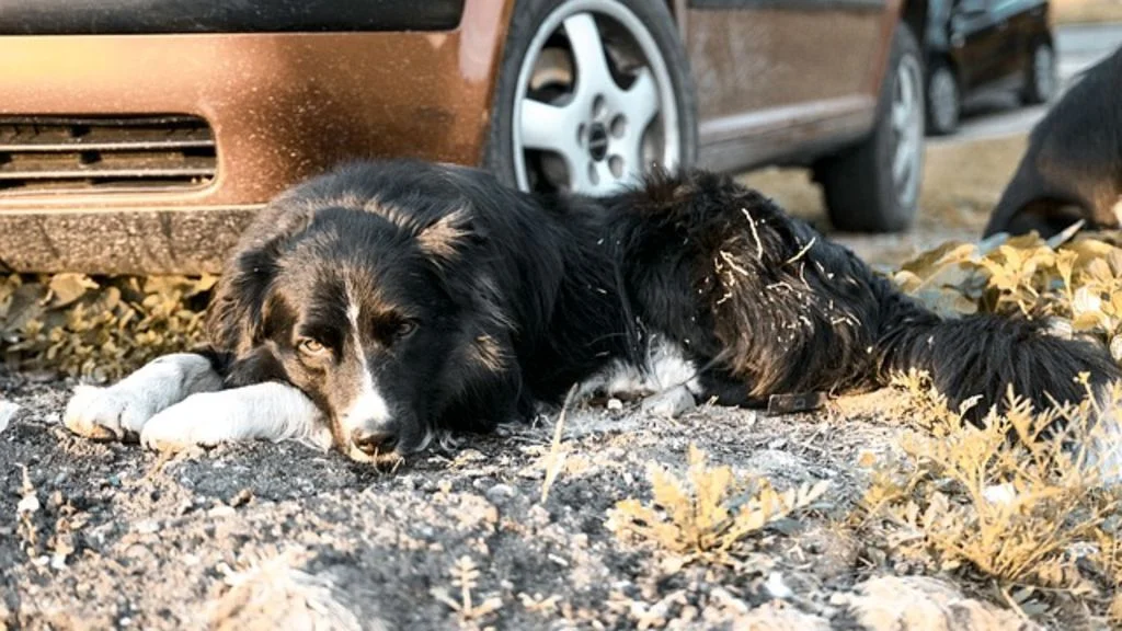 chien et voiture