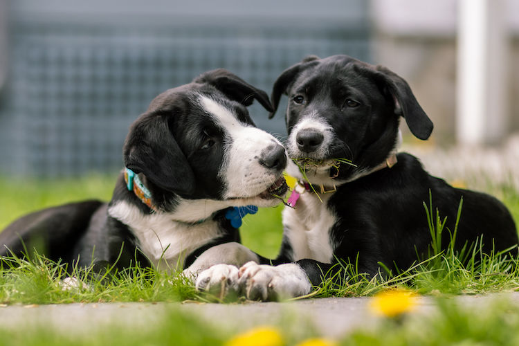 Faire cloner son chien : est-ce possible ?