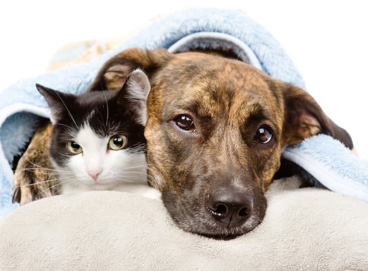 Rhume, grippe… est-ce contagieux chez les animaux ?