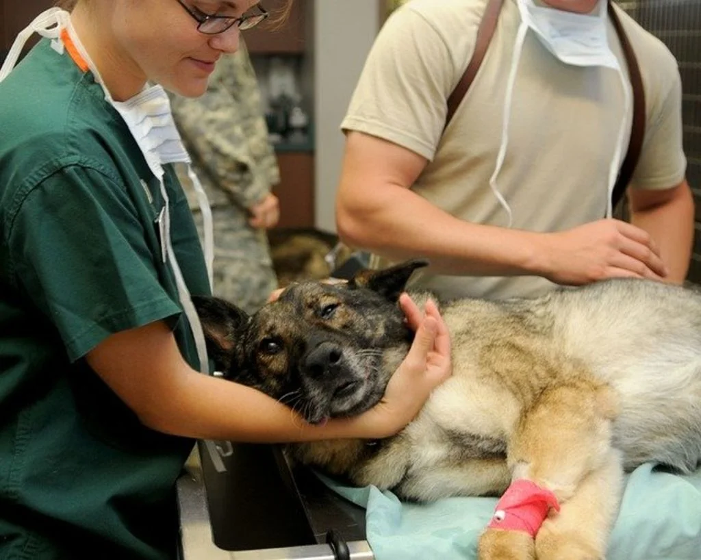 soins veterinaires