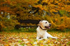 Les chiens s’orientent grâce aux champs magnétiques