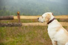 Maladie d’Aujeszky : 3 cas chez des chiens dans la Meuse
