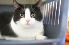 Faire garder son animal : y penser dès maintenant !