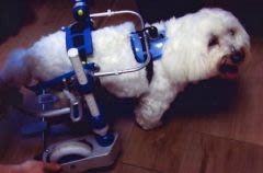 SantéVet Mobility : des maîtres témoignent