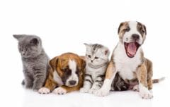 Donner un nom à son chien ou chat : 2014, l’année des «J»