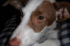 Rage : un chien ramené d’Espagne euthanasié en Belgique