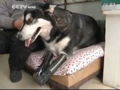 Prothèses pour chien : les progrès de la médecine