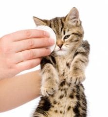 Entretien du chien et chat : des gestes au quotidien