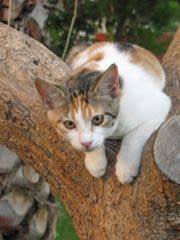 Chiens, chats, NAC en danger : allo… les pompiers !