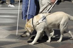 Un  certificat national pour lhiens guides d’aveugles