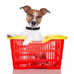 Epicerie fine pour chiens et chats : polémique à Berlin