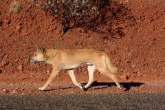 Dingo : un « chien sauvage » en Australie