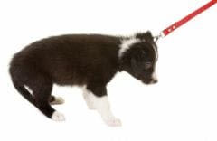 Echangez son chien le temps d’une émission TV !