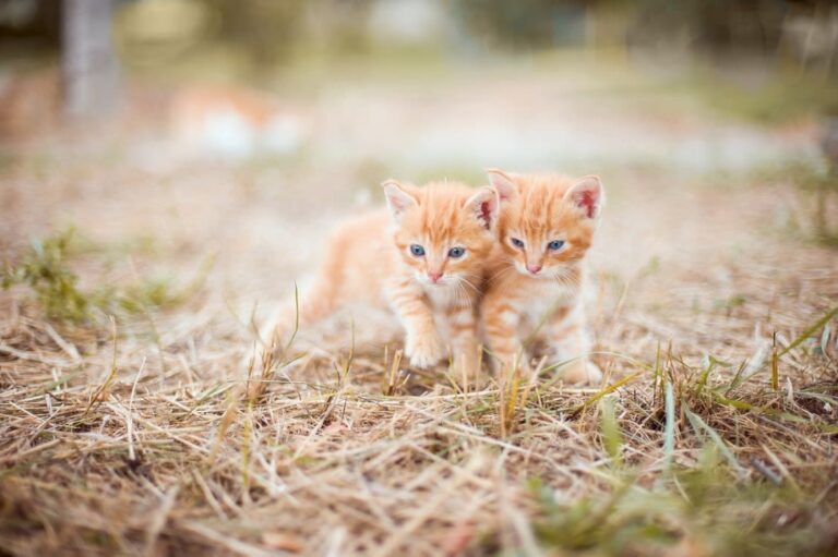 Anti-puces pour chatons et chats : quels produits utiliser ?