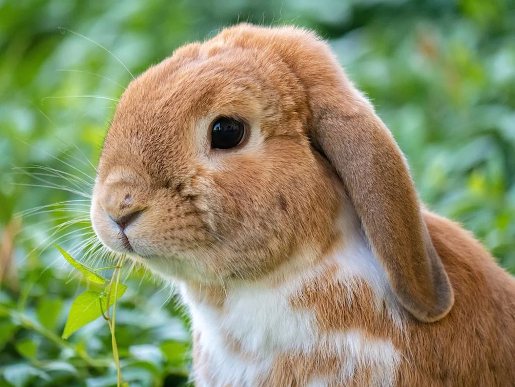 Lapin