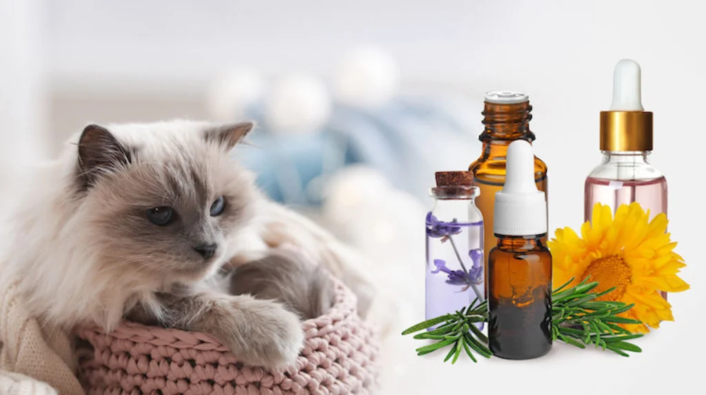 chat allergies huiles essentielles