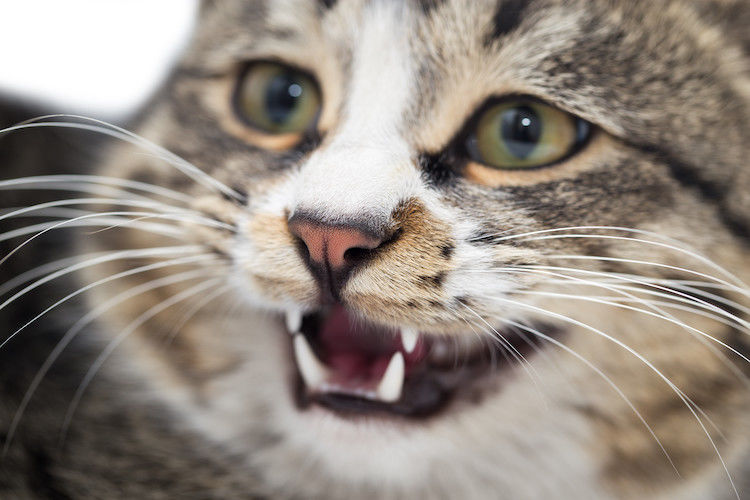 Morsure de chat : comment réagir ?