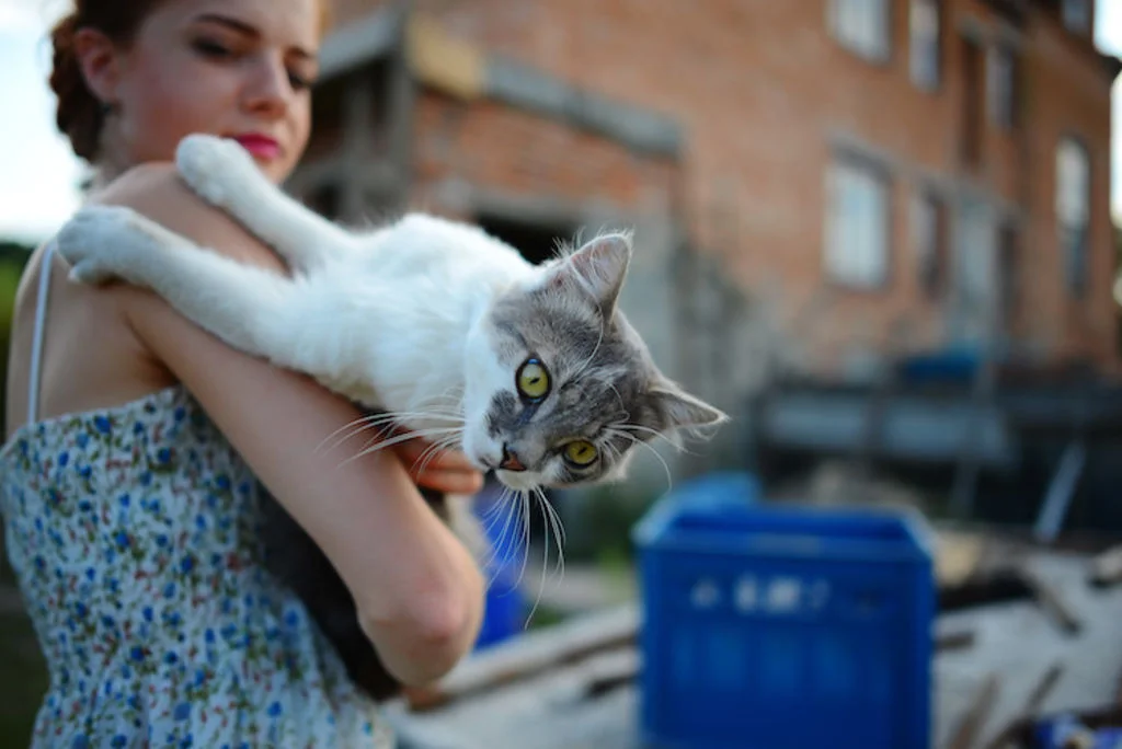 morsures griffures de chat