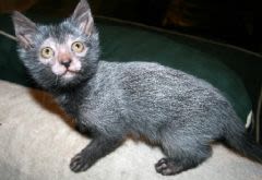 Race de chat : le lykoi, un nouveau chat, arrive en Europe