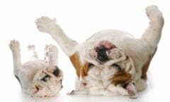 Puces et tiques : nouveau médicament à mâcher pour le chien