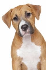 6 mois avec sursis pour avoir laisser mourir son amstaff