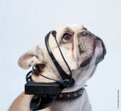 Les chiens prennent la parole grâce aux technologies