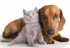 Puces du chien et le chat : tout savoir sur ces parasites